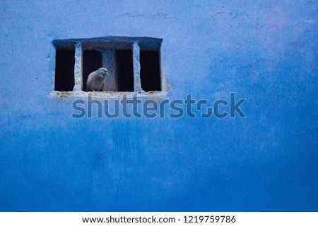 A pigeon was sitting on the blue wall
