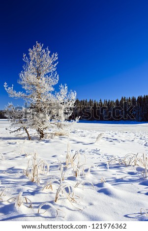 froze tree on sunny winter day