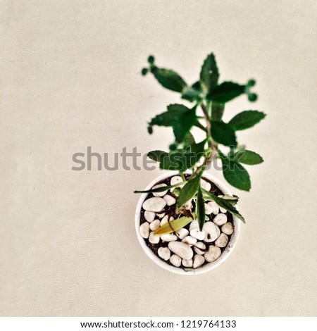 Beautiful little plant interior isolated