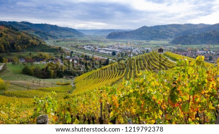 View to Gengenbach  in the Black forest in Germany through the vineyards