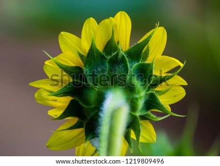 Beautiful Sunflowers blooming away so brightly in the garden with a nice soft background.