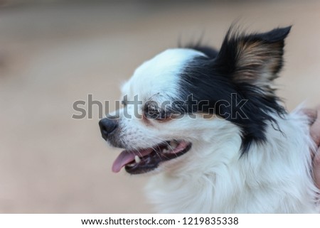 Cute white dog, background blurred