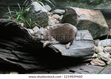 Otter resting on log near water