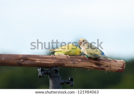 pair of  budgie