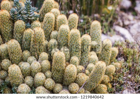 Close-up of green fresh cactus with spines