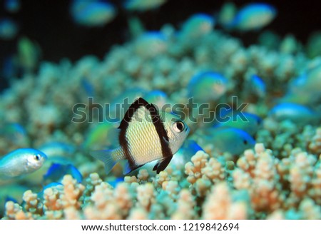 Two-stripe Damsel (Dascyllus reticulatus) on a Coral. Moalboal, Philippines