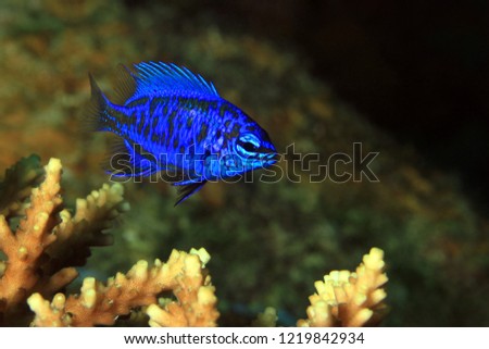Springer’s Damsel (Chrysiptera springeri) on a Coral. Moalboal, Philippines