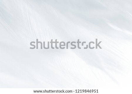 Beautiful white,baby blue colors tone feather pattern texture background for Decorative design wallpaper and other