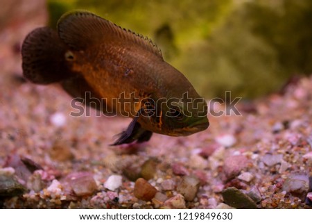 Astronotus ocellatus, Oscar Freshwater aquarium fish