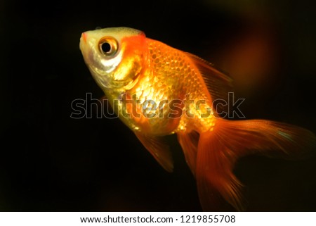 Freshwater aquarium fish, goldfish