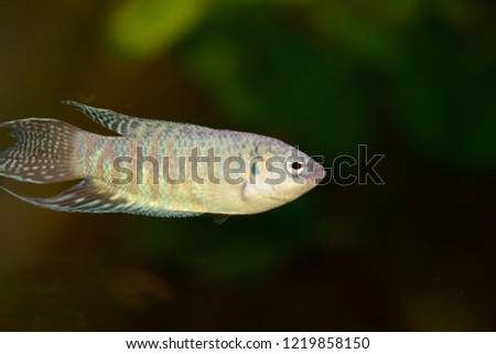 Freshwater fish from anabantidae family