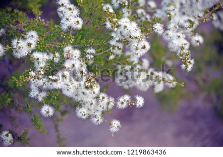 White, honey-scented flowers of the Australian native Kunzea ambigua, tick bush, growing on Little Marley Fire trail, Royal National Park, Sydney, Australia. Family Myrtaceae. 