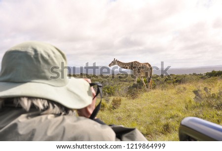 Woman taking pictures of a giraffe at a safari tour in South Africa during a warm sunrise.