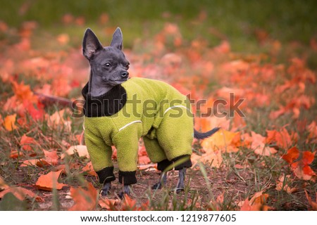 grey chihuahua on red carpet of fallen leaves