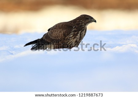 Common buzzard (Buteo buteo). Birds of prey.