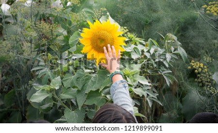 Young girl touching wild sunflower in park