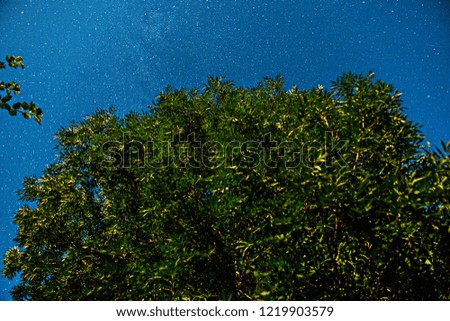 Green tree crown and starry sky