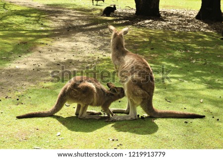 Kangaroo & Nursing Joey, Tasmania, Australia