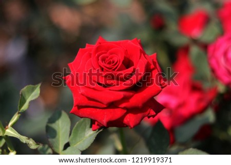 Red rose flower blooming in roses garden. Concept for symbol of love and Valentine's Day .