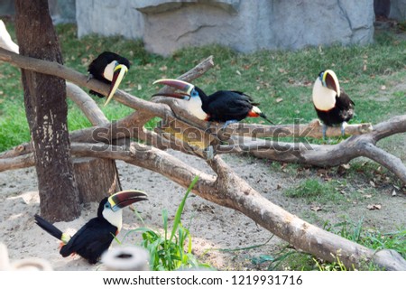 Group of toucans in the Shanghai Wild Animal Park
