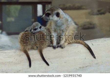 Meerkats family together