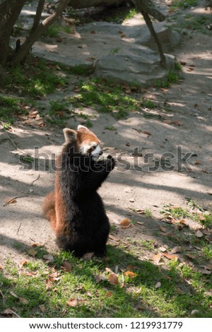 Red panda in the Shanghai Wild Animal Park
