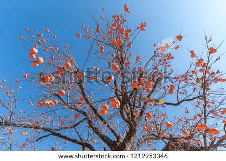 a persimmon tree full of persimmons under the blue sky
