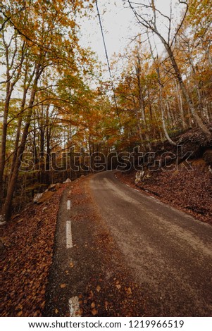 Brown autumn forest