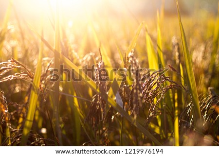 rice berry with sunshine background on harvest season