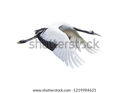 Red-Crowned crane isolated on white Royalty-Free Stock Photo #1219984621