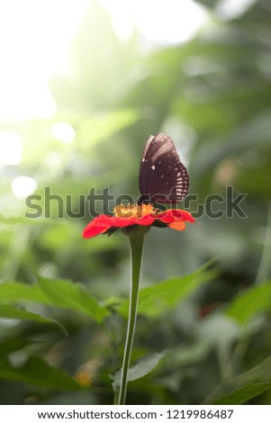  butterfly feeding on cosmos flowers 