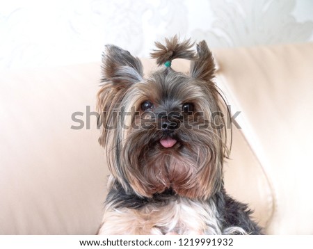 Yorkshire terrier portrait with pretty hair