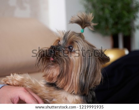 Yorkshire terrier portrait with pretty hair