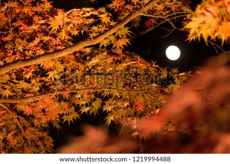 
Full moon and autumn leaves