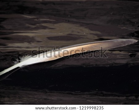 beautiful bird feather on a black background