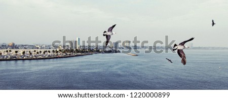 Aerial shot of seagulls flying off the coast of Long Beach to the south of Los Angeles, California, United States of America