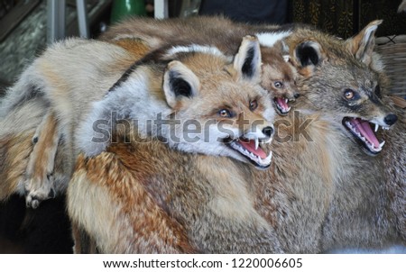 Fox. fox skin. fur.
