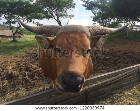 Close up brown buffalo on the farm.