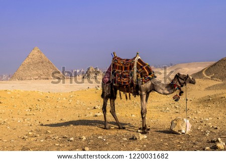 The beautiful view of camel and the Great Pyramid of Giza, Egypt.