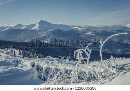 Beautiful winter nature landscape, amazing mountain view. Scenic image of woodland. Frosty day on ski resort. winter wallpapers. Frosty morning with perfect blue sky.  Amazing wintry background. 