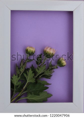 chrysanthemum buds in a frame