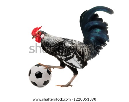 rooster with football ball isolated on white background