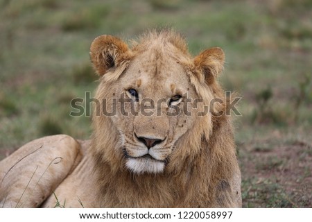 Multiple Lion photos