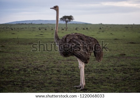 Ostrich in field