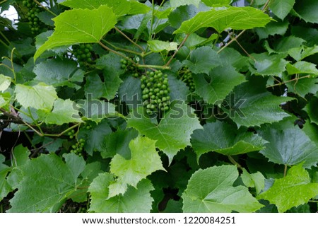 Berries of young green grapes in foliage.