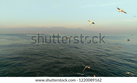 Fishing man on boat and seagulls all around in Aegean Sea
