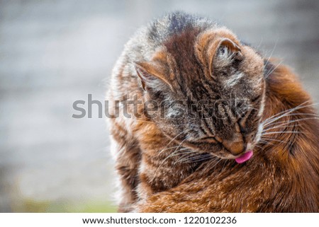 Closeup of beautiful Cute funny gray and orange tabby cat licks the hair of its body with tongue out , blurred background