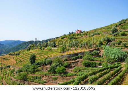 Amazing terrace vineyards and lonely house in the hills along the Douro river near village Mesao Frio in Portugal. Douro Valley is a popular tourist destination , known for port wine production. 
