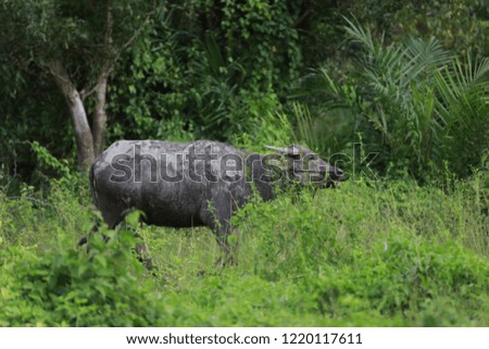 a buffalo with the mud covering itself  in phuket, the southern part of thailand. is walking slowly. enjoying itself find a pond and grass to eat during the daytime.