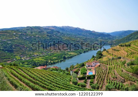 Beautiful terrace vineyards on the hillsides along the river Douro, close to village Mesao Frio, Portugal. Douro Valley is a famous wine region, well-known for port wine production. Sep 2nd 2018